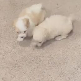Maltipoos from Adorable Maltipoo Puppies