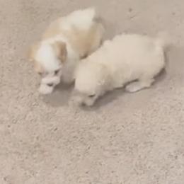 Maltipoos from Adorable Maltipoo Puppies