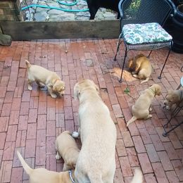 Labrador Retriever Puppies from Rocky Point Labradors