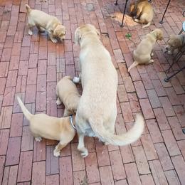 Labrador Retriever Puppies from Rocky Point Labradors