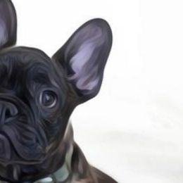 French Bulldogs from Gable the Frenchie