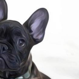 French Bulldogs from Gable the Frenchie