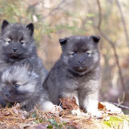Pomsky Puppies from New World Pomskies