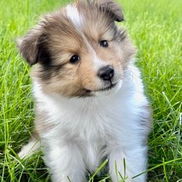 Maverick - Sable and white male Shetland Sheepdog puppy in Tulsa, Oklahoma from September Morning Shelties