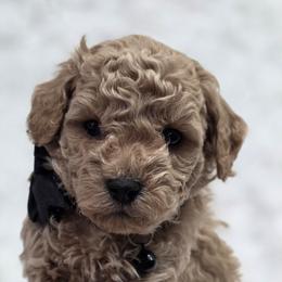 Scooby - Apricot male Goldendoodle puppy in Vernon, Texas from Sugarland's Texas Goldendoodles