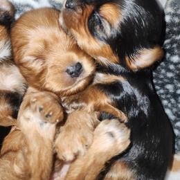 Yorkshire Terrier Puppies from Willow's Standards