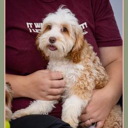 Aurora - Red and white female Cockapoo puppy in Connersville, Indiana from Deaz Doodle Ranch