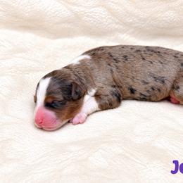 Jersey - Blue merle female Bernedoodle puppy in Henry, Illinois from Rowe Farms Doodles