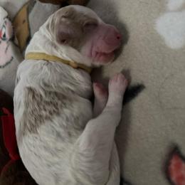 Monica - Chalk female Australian Labradoodle puppy in Fontana, California from Glory Labradoodle’s