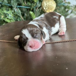 Boy 4 - Tri-Roan male English Springer Spaniel puppy in Wilmer, Alabama from Southbend Springers