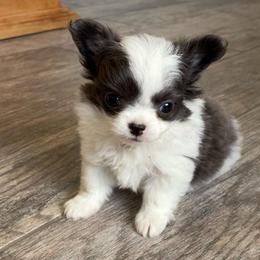 Gideon - Blue and white male Chihuahua puppy in Menifee, California from Lane’s Little Long Coats