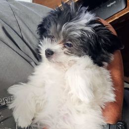 Evie - White female Maltese puppy in Terrell, Texas from PBJ Farms