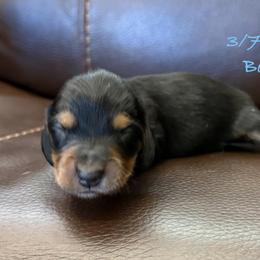 AKC Boy 3 - Black and tan male Dachshund puppy in Joshua Tree, California from Desert Dreams Ranch