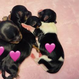 Eleanor - Black and tan female Yorkshire Terrier puppy in Indianapolis, Indiana from Tails of Grace