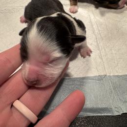 Cupid - Black tri female Toy Australian Shepherd puppy in Menan, Idaho from Teton Toy Aussies