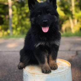 Bi color - Bi-color male German Shepherd puppy in Pickens, South Carolina from Von Maqqedah Haus German Shepherds