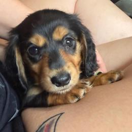 Mina - Black and tan female Dachshund puppy in Tampa, Florida from EntityDachs