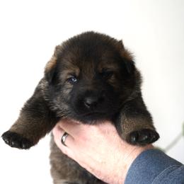 German Shepherd Puppies from Yosemite Shepherds