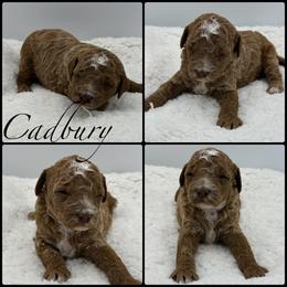 Cadbury - Red  male Poodle puppy in Wheatland, California from Sapphire Ridge Poodles