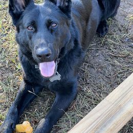 Doc - German Shepherd