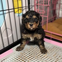 Prince Naveen - Tri-color male Bernedoodle puppy in Munster, Indiana from Miranda’s Sunshine Poodles and Doodles