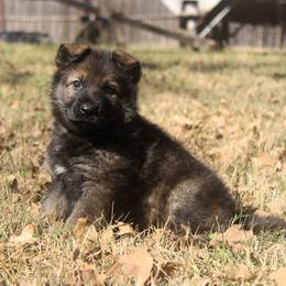 Teal Collar - Sable female German Shepherd puppy in Mansfield, Texas from Vom Anfang German Shepherds