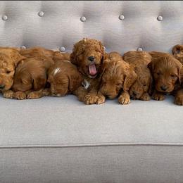Goldendoodle Puppies from Golden Haven Puppies