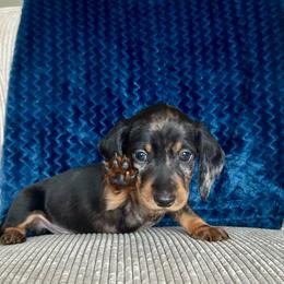 Boy - Dapple male Dachshund puppy in Elizabethtown, Kentucky from Lavender and Willow Dachshunds