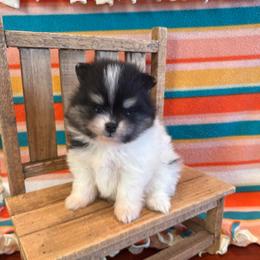 Willow - Black and tan parti female Pomeranian puppy in Success, Missouri from Sweet Success