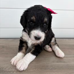 Evie - Tri-color female Bernedoodle puppy in Garrettsville, Ohio from Sunset Family Farm