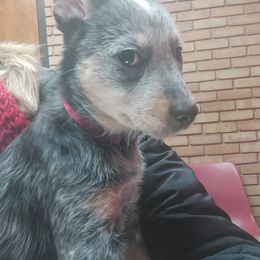Australian Cattle Dog All Grown Up from Woodin Farms