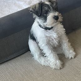 Miniature Schnauzer Puppies from Lovey Mini Schnauzers