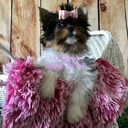 Girl - Black tan and white female Biewer Terrier puppy in Jonestown, Pennsylvania from AKC Xtreme Biewer Terriers...
