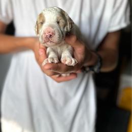 Frost - Parti male Poodle puppy in Lake Village, Indiana from Kennings Poodles and Company