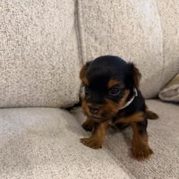 Sir Versoix - Black and tan male Yorkshire Terrier puppy in Queens, New York from The Dior Line