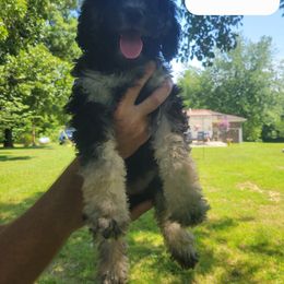 Labradoodle Puppies from Pawpaws Doodles