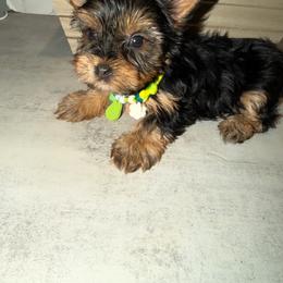 TAZA - Black and gold male Yorkshire Terrier puppy in Maple Heights, Ohio from Yorkiesllc