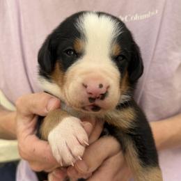 Purple girl - Black, white and red female Greater Swiss Mountain Dog puppy in Woodland, Washington from Woodland Swissie’s