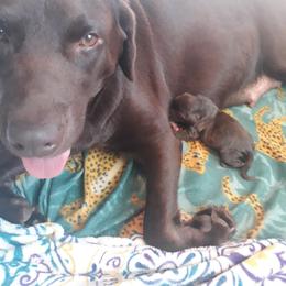 Labrador Retriever Puppies from Fetching Labrador Retrievers