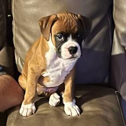Boxer Puppies from Starlight Boxer Corner