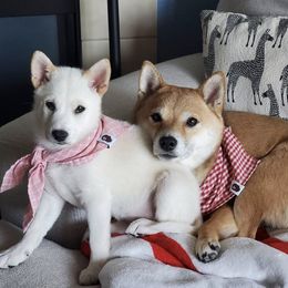 Shiba Inu from The Springs Shibas