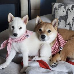 Shiba Inu from The Springs Shibas