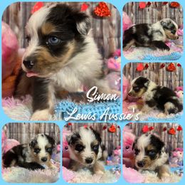 Australian Shepherd and Pembroke Welsh Corgi Puppies from Lewis Aussie’s & Corgi’s