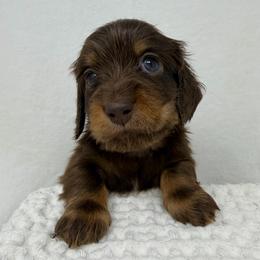 Prince - Chocolate and tan male Dachshund puppy in Pulaski, Tennessee from Billboard Doxies