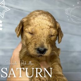 Goldendoodle Puppies from Goldie's Doodles