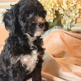 Coral - Merle female Cockapoo puppy in Saint Louis, Missouri from Jax Doodles