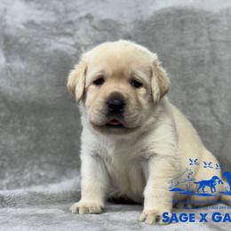 Blue collar - Yellow male Labrador Retriever puppy in Beaverdam, Virginia from Riverside Sunset Labrador Retrievers