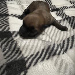 Cairn Terrier Puppies from KNKR FURBABIES Cairn Terriers