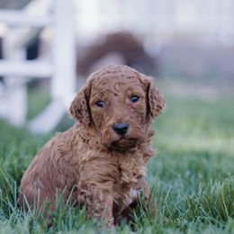 Poodle Puppies from Willow Rock Poodles