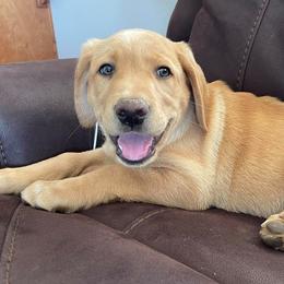 Labrador Retrievers from Wojnar Labs